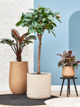 Кашпо Baq Dune (Partner Brown Beige) Арт: 6DUNBR21B 1