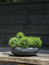 Кашпо Fiberstone (Monique L Black) Арт: 6FSTMOB43 1