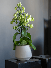 Кашпо Ceramic (Julia L Funghi Beige) Арт: 6PPNCJML3 1