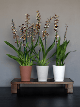 Кашпо Ceramic (Rosa M Peacan Brown) Арт: 6PPNCRMP1 2