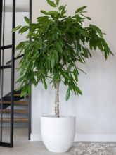 Кашпо Cas (Pot Cool Grey) Арт: 6PTR69666 1