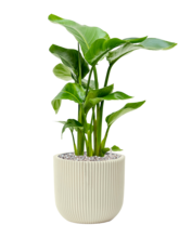 Кашпо Capi Nature Groove Special (Planter Ball Beige) Арт: 6CAPGE134 1