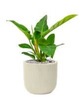 Кашпо Capi Nature Groove Special (Planter Ball Beige) Арт: 6CAPGE134 3