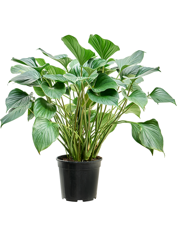 Хомаломена рубесценс 'Магги Арт: 4HOMABU48