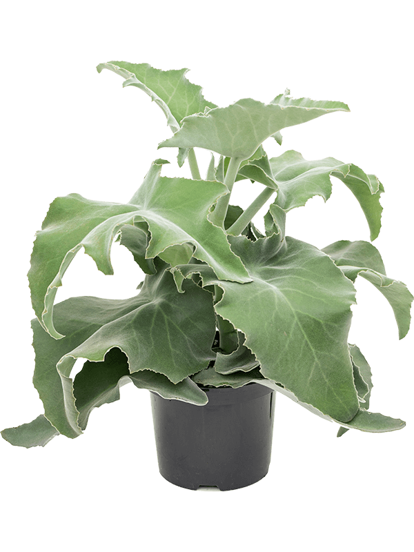 Каланхоэ Бехарское Арт: 4KABEBP10