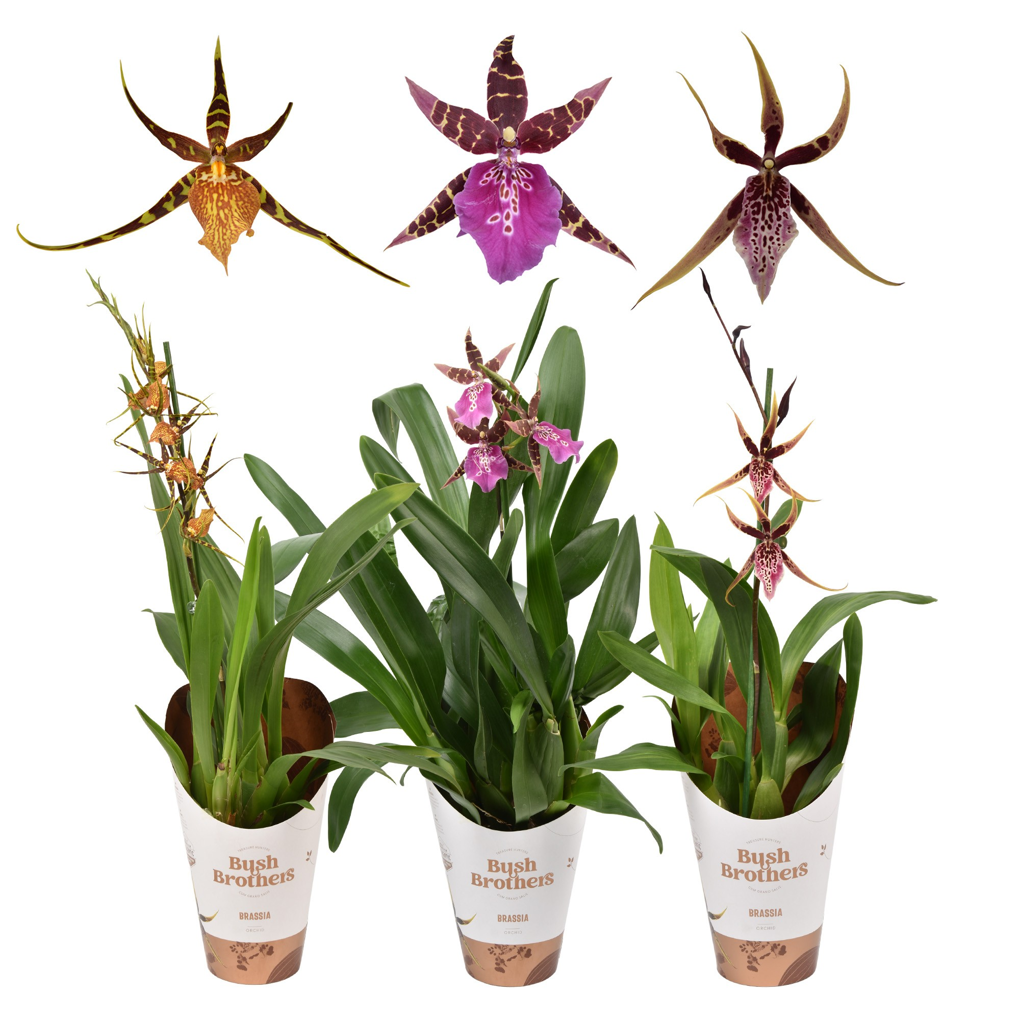 Брассиа микс Арт: F00001213