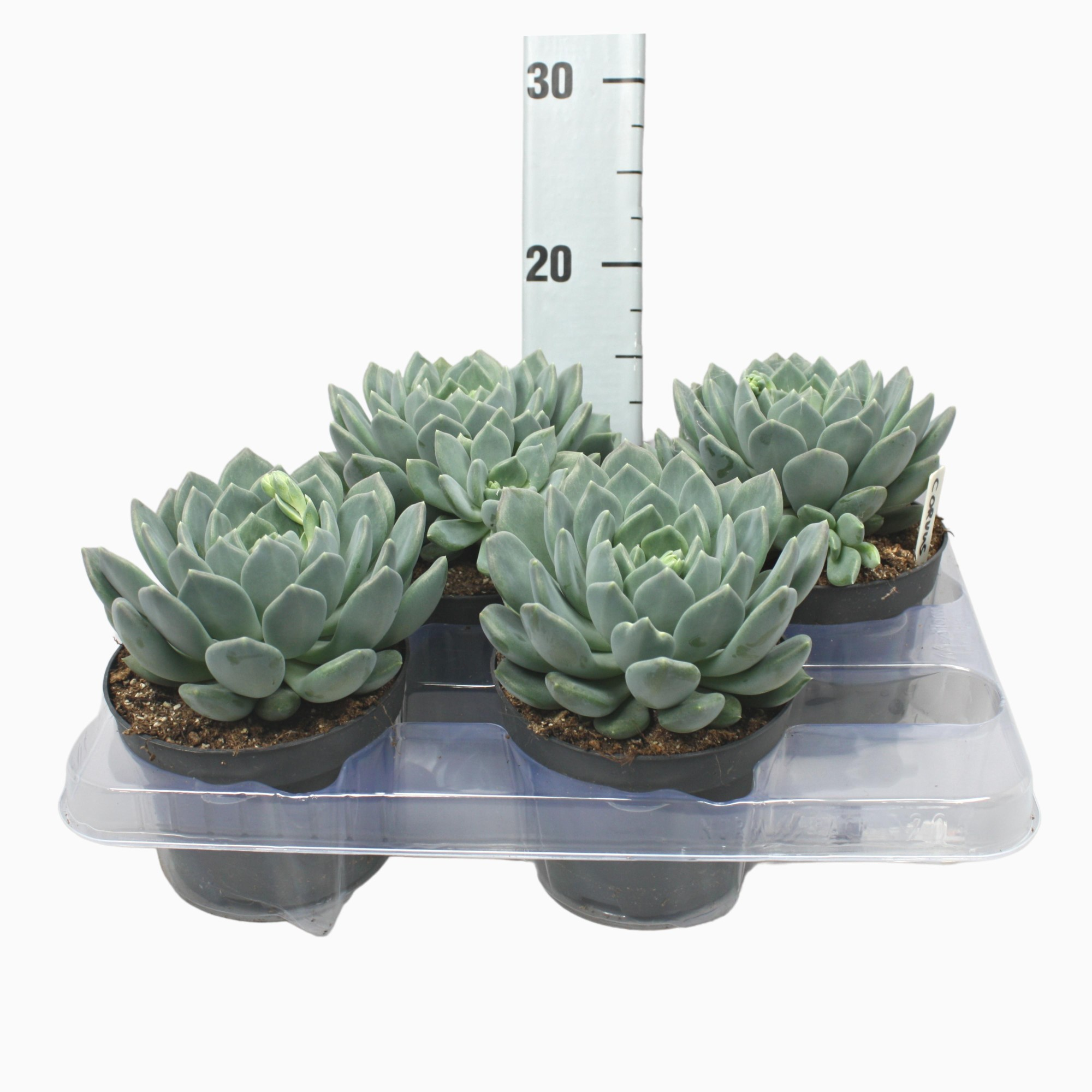 Пакхипхитум 'Корвус' Арт: F00001361