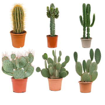 images/stories/virtuemart/product/nieuwkoop-plants/categories/cacti-and-succulents