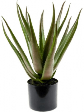 images/stories/virtuemart/product/nieuwkoop-plants/categories/cacti-and-succulents_aloe