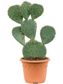 images/stories/virtuemart/product/nieuwkoop-plants/categories/cacti-and-succulents_opuntia