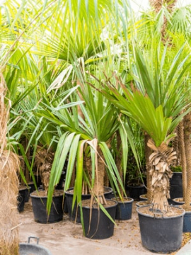 images/stories/virtuemart/product/nieuwkoop-plants/categories/palm-trees_other