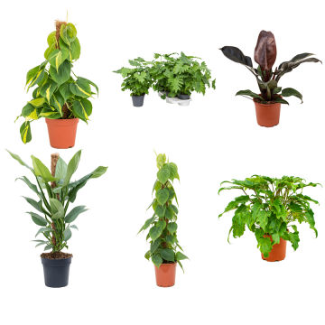images/stories/virtuemart/product/nieuwkoop-plants/categories/philodendron