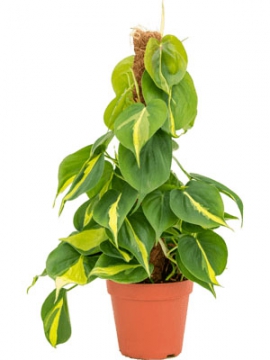 images/stories/virtuemart/product/nieuwkoop-plants/categories/philodendron_grand-brasil