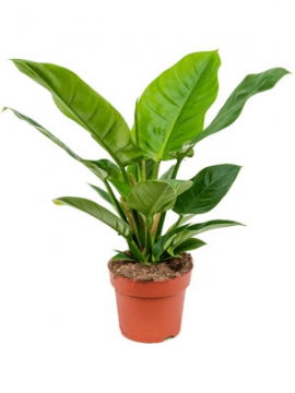 images/stories/virtuemart/product/nieuwkoop-plants/categories/philodendron_imperial-green