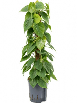 images/stories/virtuemart/product/nieuwkoop-plants/categories/philodendron_scandens