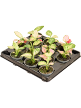 Аглаонема 'Ред Валентине' лоток 12 шт. Арт: 4AGRVBP12