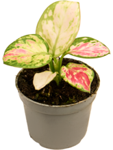 Аглаонема 'Ред Валентине' лоток 12 шт. Арт: 4AGRVBP12 1