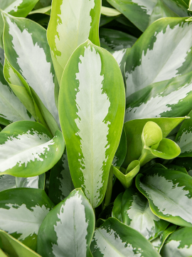 Аглаонема переменчивая Сильвер Мун Арт: 4AGSMBU18 1