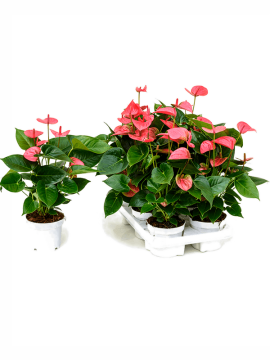 Антуриум Андре Пинк Чемпион розовый Арт: 4ANANBP21