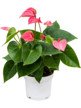 Антуриум Андре Пинк Чемпион розовый Арт: 4ANANBP21 1