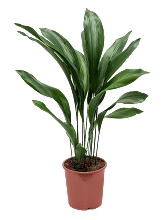 Аспидистра высокая (Элатиор) Арт: 4ASELBU55