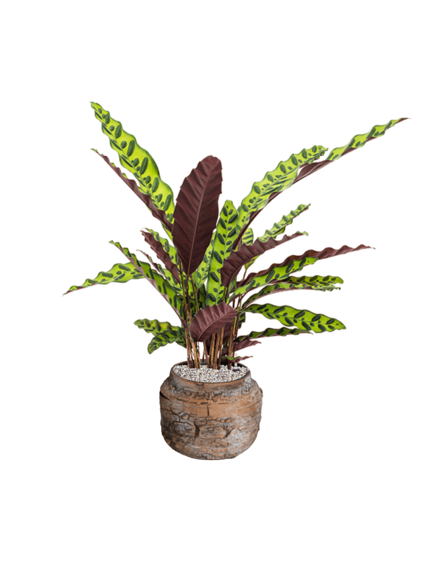 Калатея замечательная (Инсигнис) Лансифолия Арт: 4CALIBP17 1