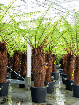 Диксония антарктическая Арт: 4DIANRS42