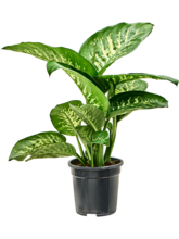 Диффенбахия Сегвина 'Тропик Сноу' Арт: 4DITRBU17