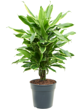 Драцена душистая (Фрагранс) Голден Кост разветвлённая Арт: 4DRGCVT21