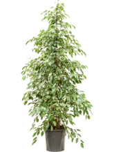 Фикус Бенжамина 'Голден Кинг' Арт: 4FIGKTU18