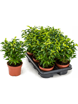 Фикус Бенджамина Наташа Арт: 4FINABP12