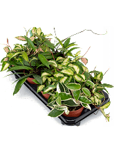 Микс из хойи карноза (8 растений) Арт: 4HOCAMX12