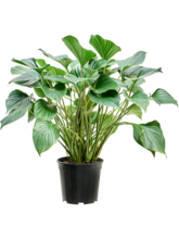 Хомаломена рубесценс 'Магги Арт: 4HOMABU48