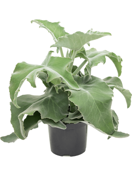 Каланхоэ Бехарское Арт: 4KABEBP10