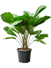 Ликуала большая (Грандис) Арт: 4LIGR2S30