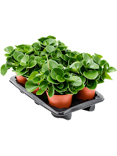 Пеперомия туполистная (Обтусифолия) Арт: 4PEOBBP20