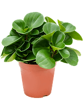 Пеперомия туполистная (Обтусифолия) Арт: 4PEOBBP20 1