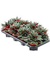 Пеперомия каперата 'Россо' лоток 8 шт. Арт: 4PEROBP09
