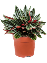 Пеперомия каперата 'Россо' лоток 8 шт. Арт: 4PEROBP09 1