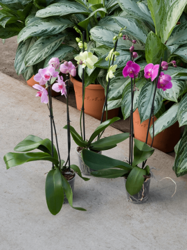 Орхидея Фаленопсис Микс 2 цветоноса Арт: 4PHALBP40