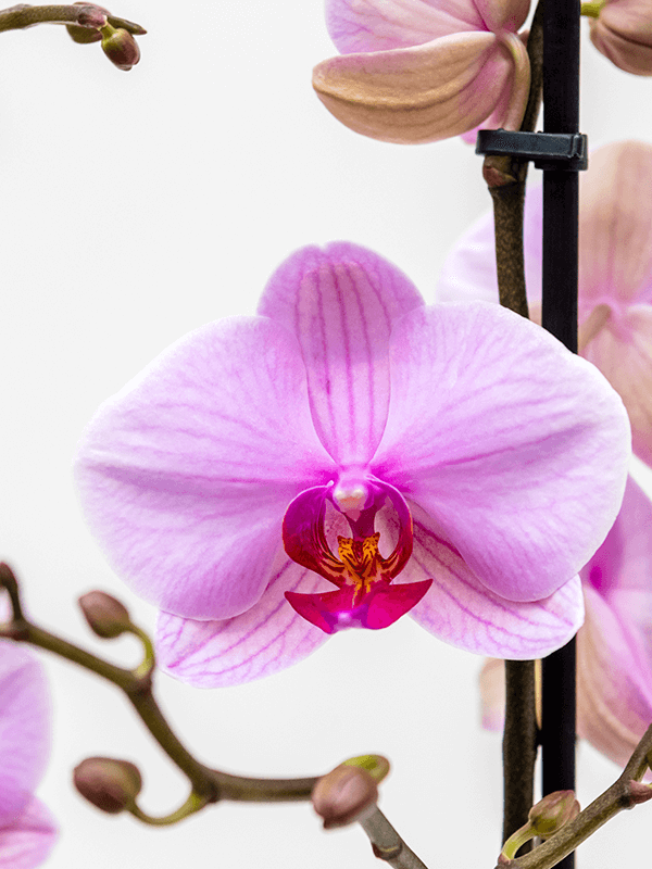 Орхидея Фаленопсис Микс 2 цветоноса Арт: 4PHALBP40 1