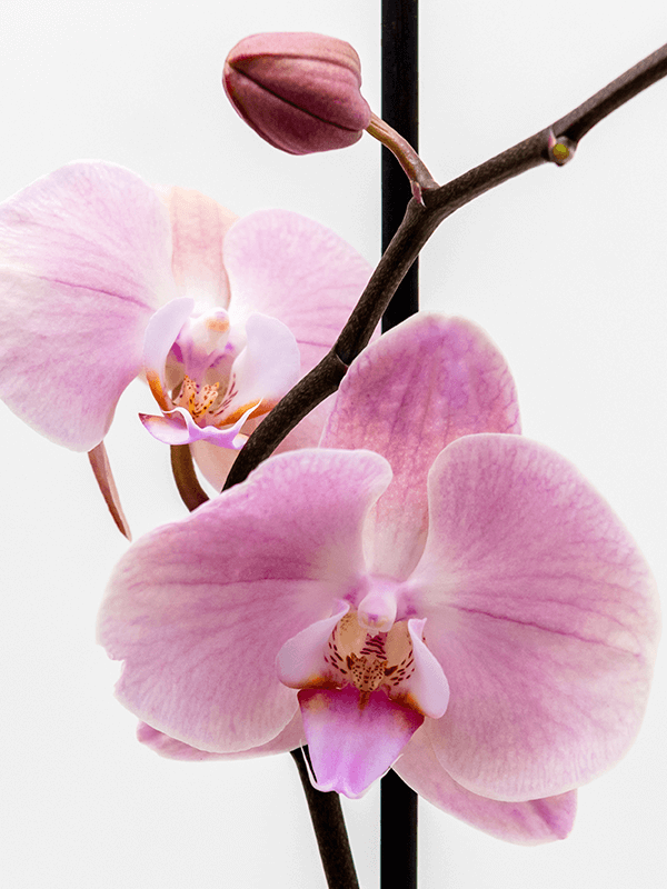 Орхидея Фаленопсис Микс 2 цветоноса Арт: 4PHALBP40 2