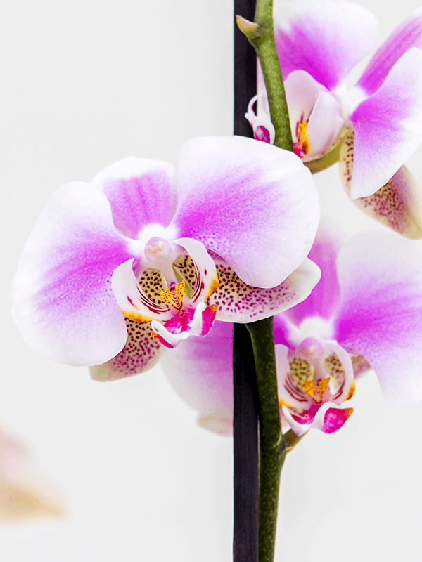 Орхидея Фаленопсис Микс 2 цветоноса Арт: 4PHALBP40 3