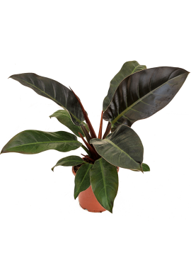 Филодендрон Империал Ред Арт: 4PHIRBU17