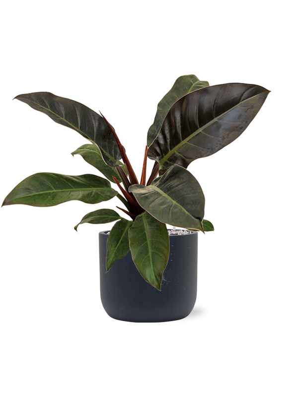 Филодендрон Империал Ред Арт: 4PHIRBU17 1