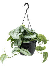 Сциндапсус Пиктус (расписной) пирамида Арт: 4SCPTHA11