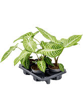 Ксантозома линделии лоток 4 шт. Арт: 4XALIBP14