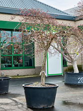 Клен пал. дисс. 'Инаба-шидаре' Арт: 5ACISSS01