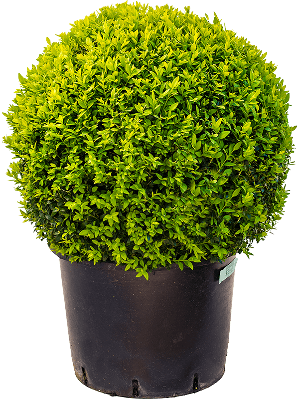 Самшит материал. Самшит Buxus. Самшит вечнозеленый Buxus sempervirens. Самшит Буксус вечнозеленый. Самшит вечнозелёный Búxus sempervírens.
