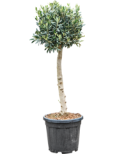 Олива еуропаеа (110-130) Арт: 5OLEUR035